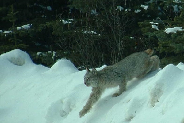Photo of Lynx canadensis by Lars Karstad